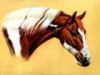cavallo2